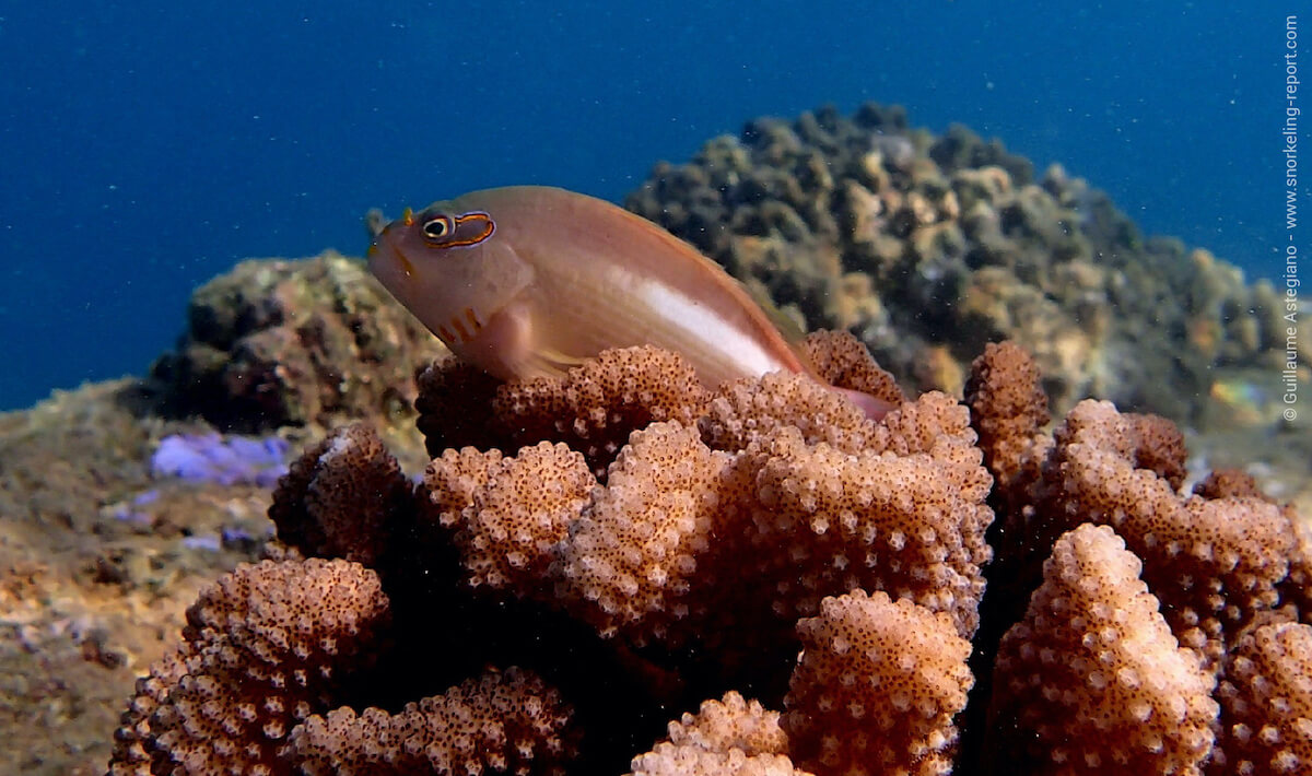 Arc-eye hawkfish