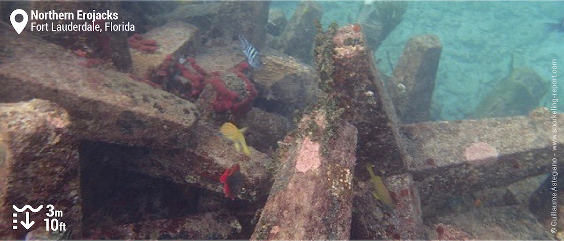 Snorkeling aux Northern Erojacks