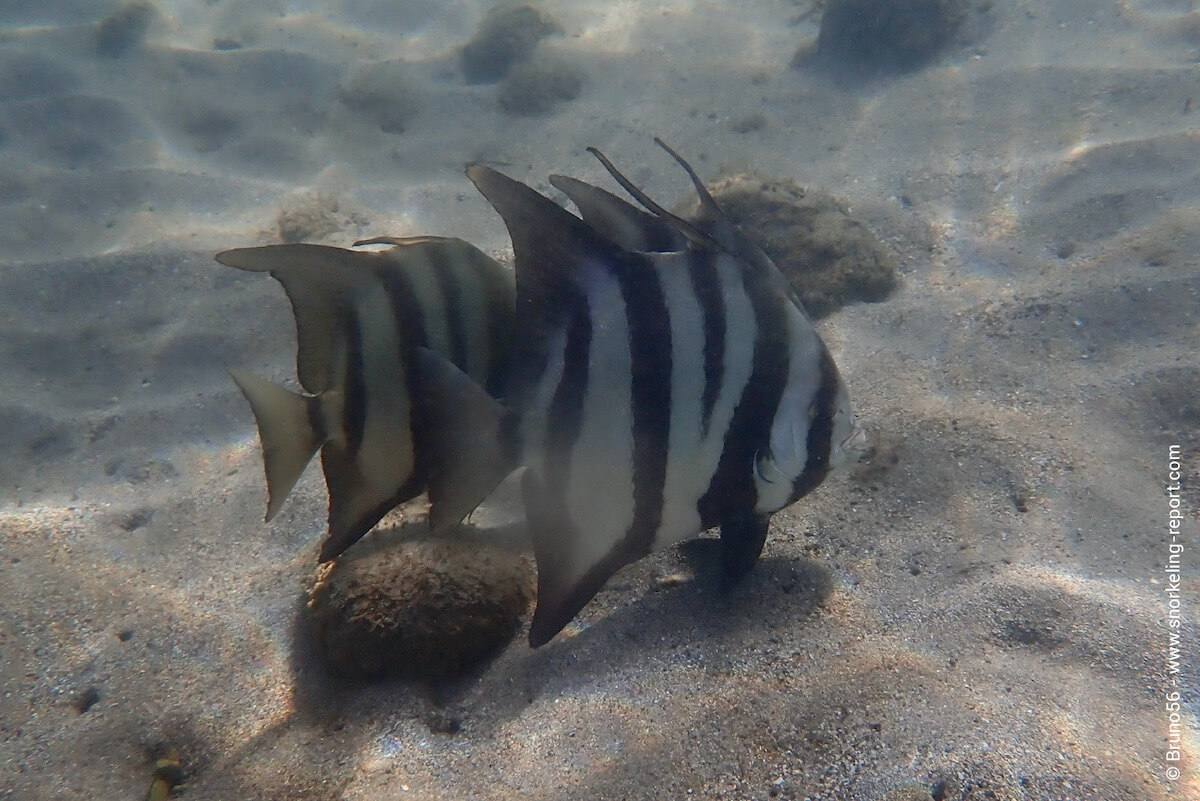 School of Atlantic spadefish at Anse à la Barque