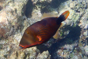 Orange-lined triggerfish