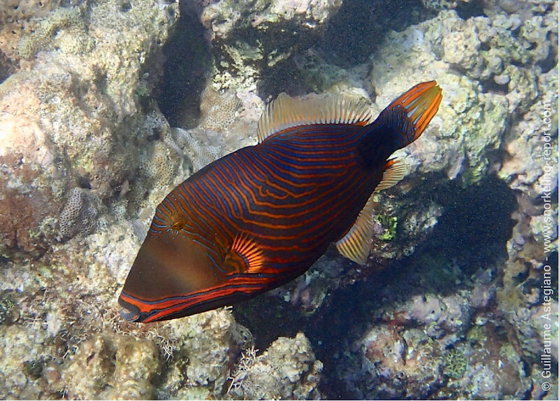 Orange-lined triggerfish