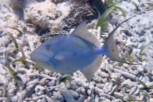 Queen triggerfish