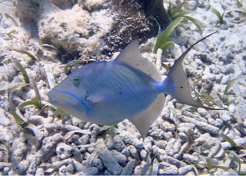 Queen triggerfish