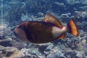 Titan triggerfish