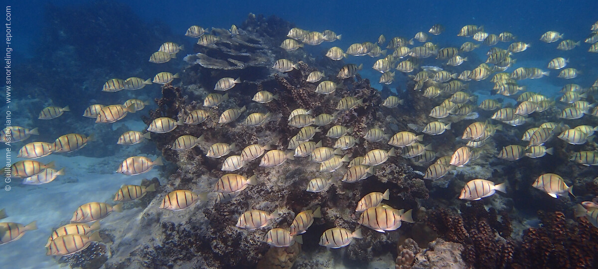 Banc de poissons chirurgiens à Punaauia, Tahiti