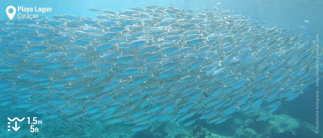 Banc de sardines à Playa Lagun, Curaçao