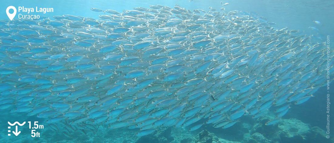 Banc de sardines à Playa Lagun, Curaçao