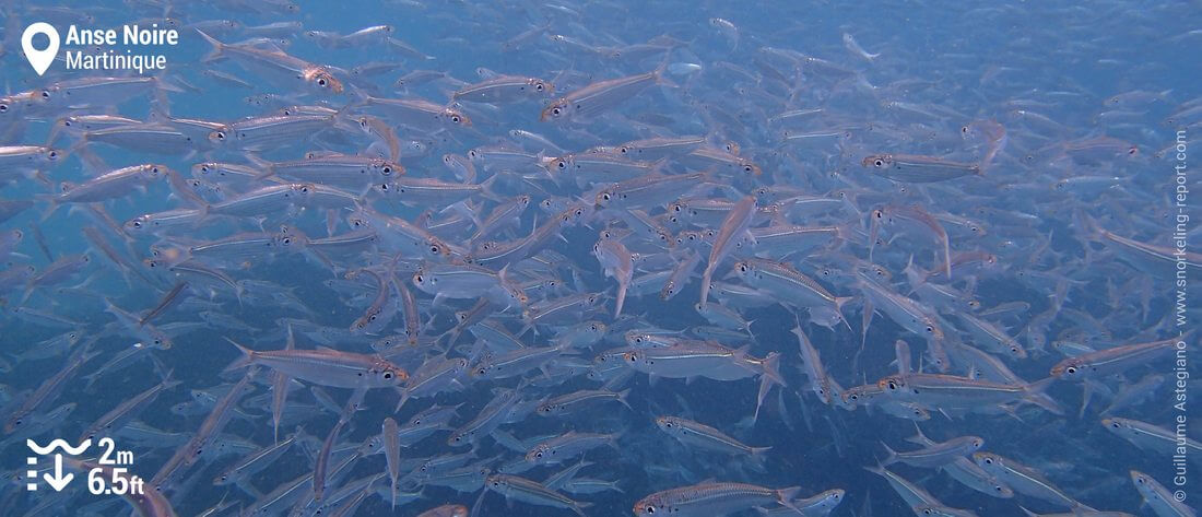 Bancs de poissons à l'Anse Noire, Martinique