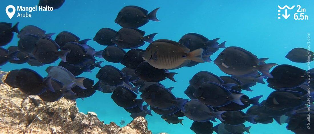 Banc de poissons-chirurgiens bleus à Mangel Halto, Aruba