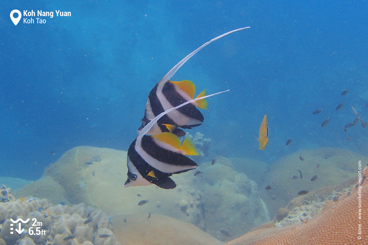 A pair of pennant bannerfish in Koh Nang Yuan