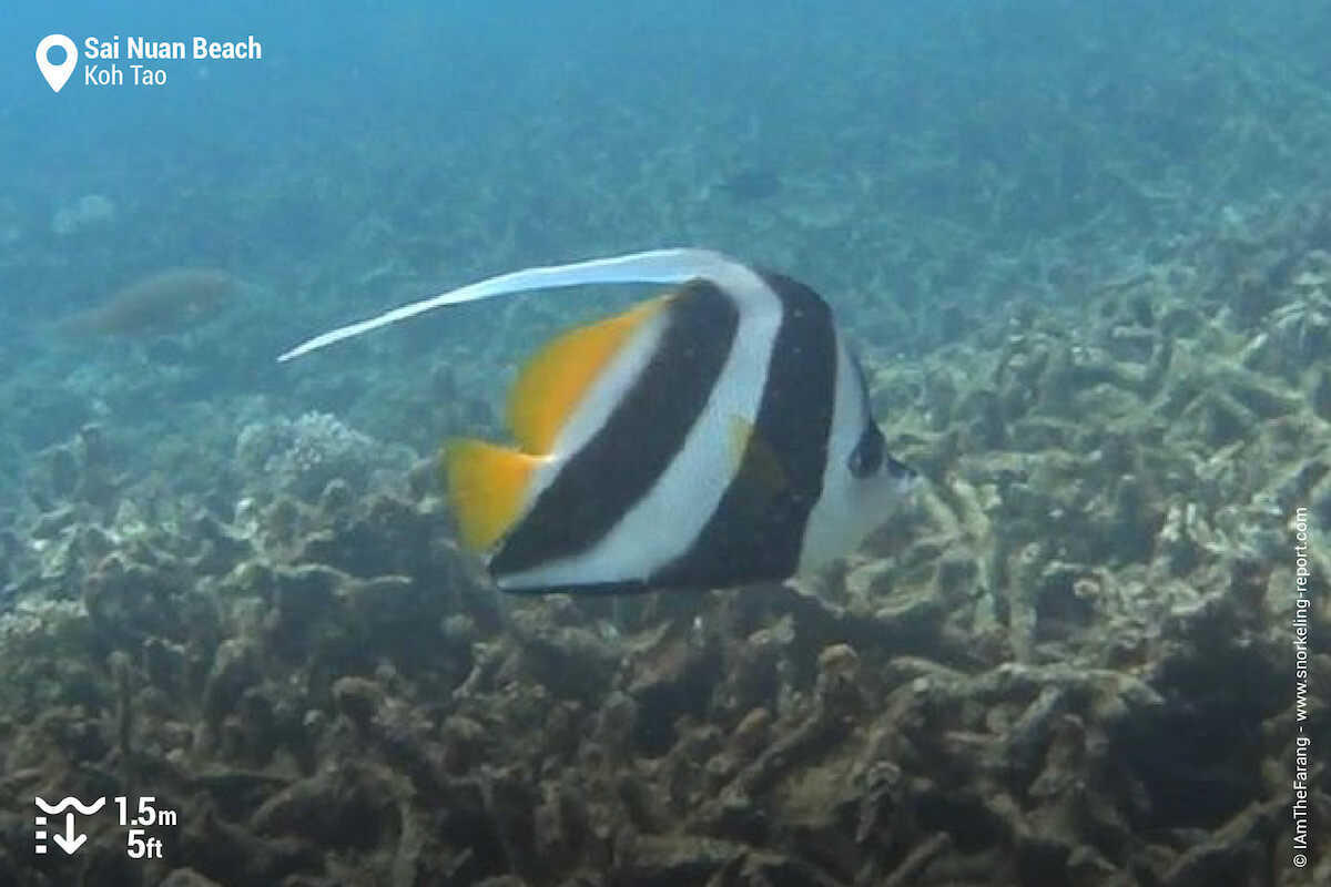 Pennant coralfish in Sai Nuan