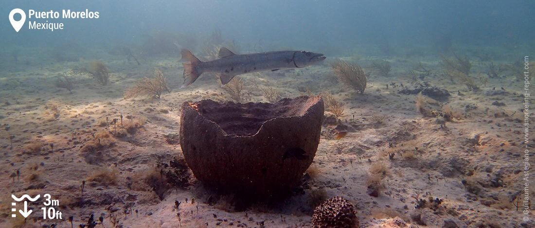 Baracuda à Puerto Morelos, Mexique