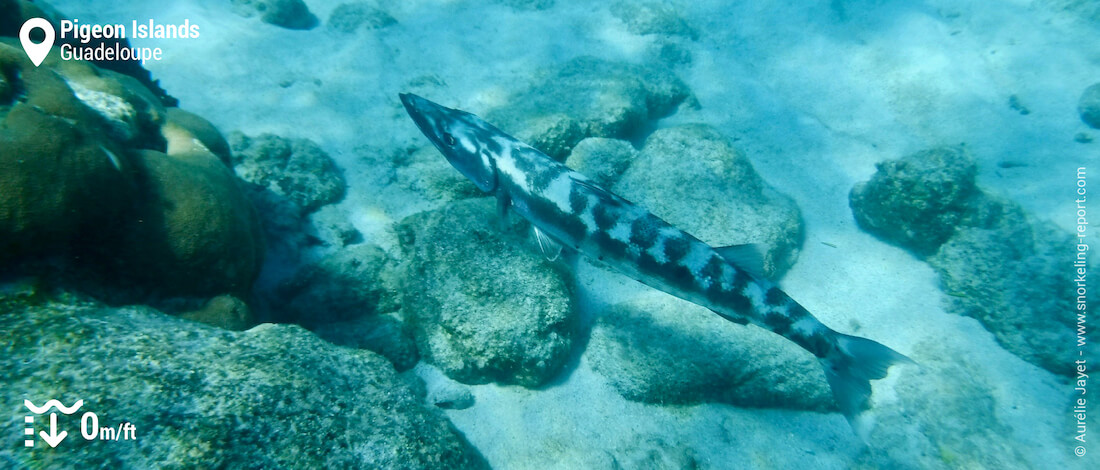 A juvenile barracuda (sphyraena barracuda) photographed in the Aquarium, a few meters from the shore.