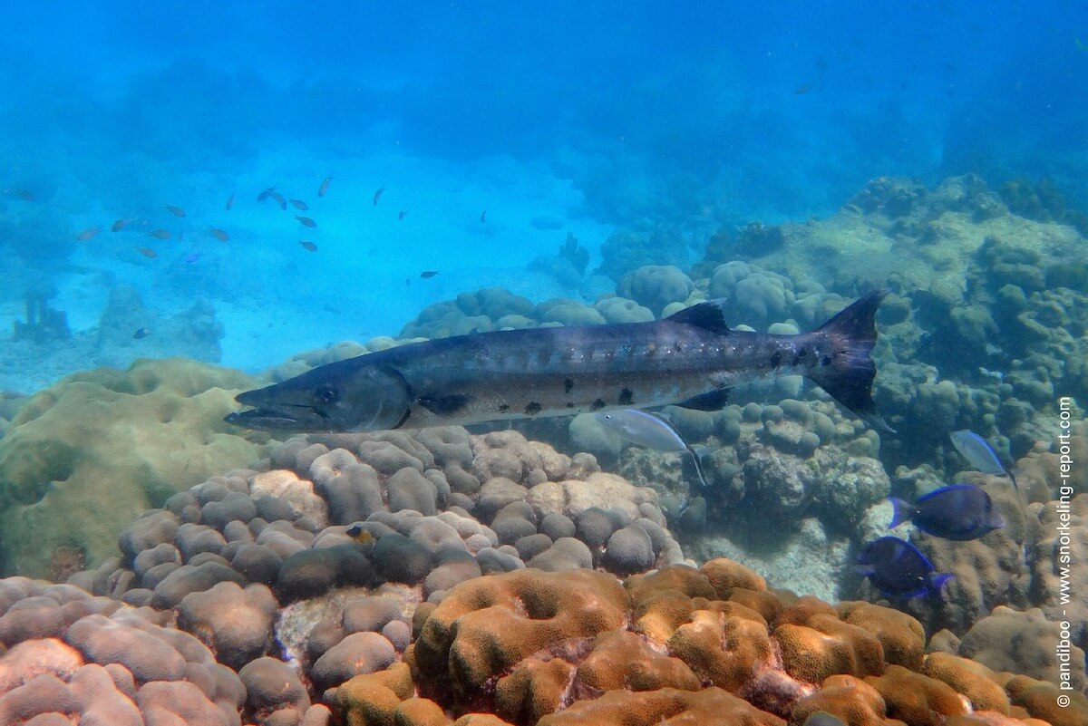 Barracuda in the Pigeon Islands