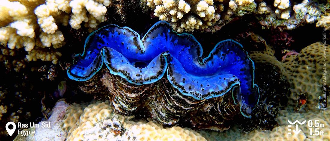 Bénitier à Ras Um Sid, Sharm El-Sheikh, Mer Rouge