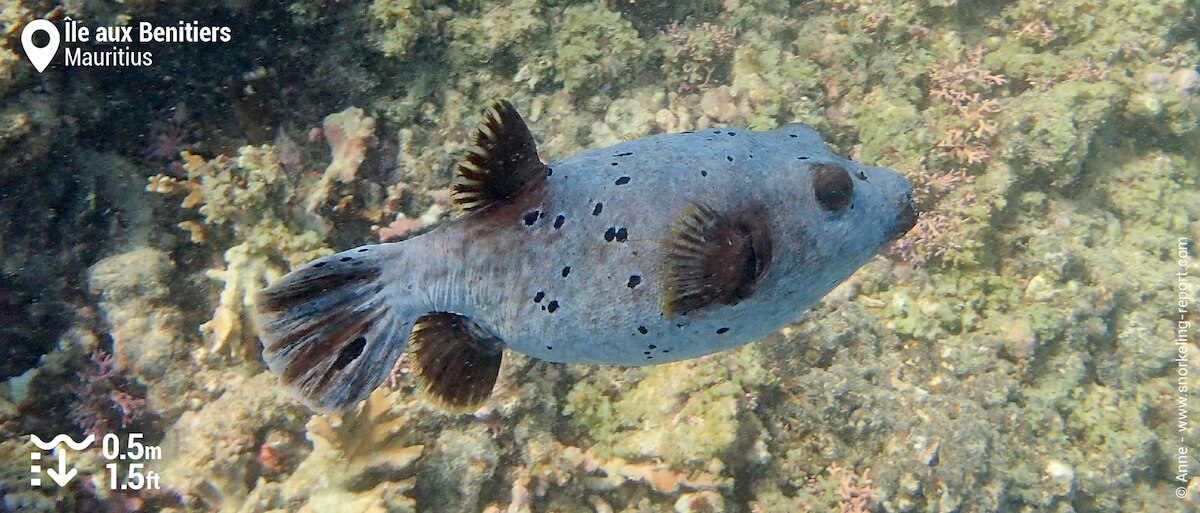 Blackspotted puffer