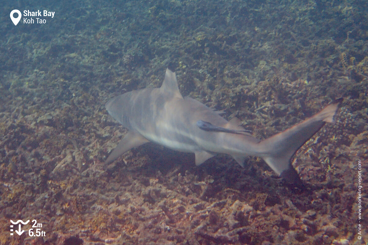 Blacktip reef shark at Shark Bay, Koh Tao