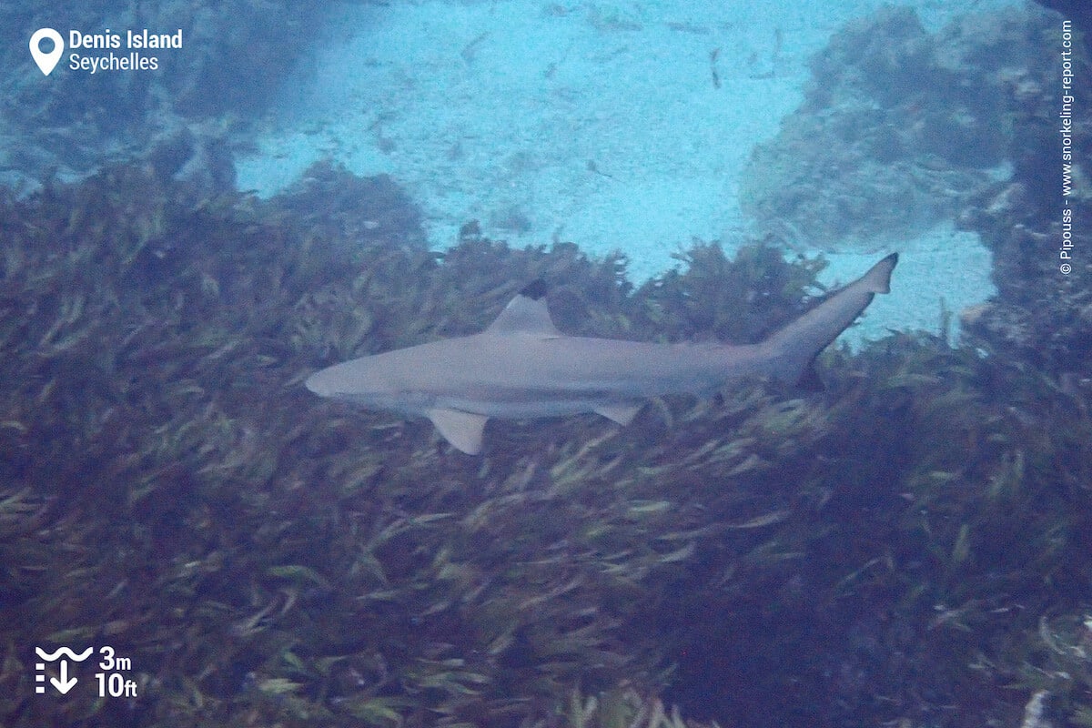 Blacktip reef shark in Denis Island