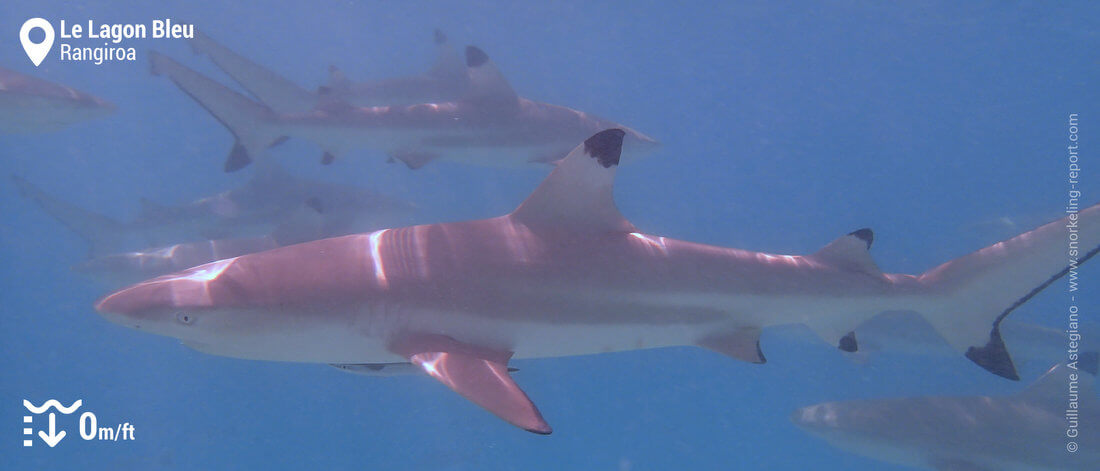 Snorkeling avec les requins à pointe noire du Lagon Bleu, Rangiroa