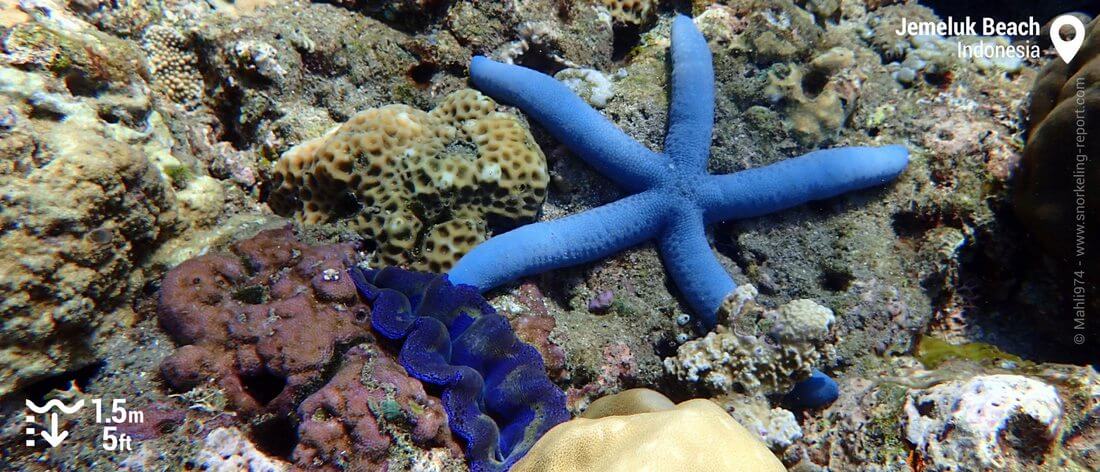 Blue sea star and giant clam at Jemeluk Beach, Bali