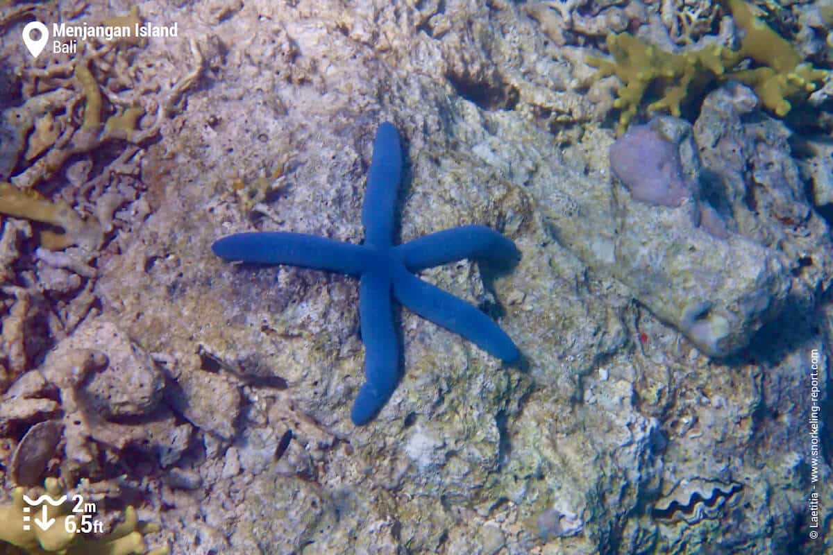 Blue sea star in Pulau Menjangan