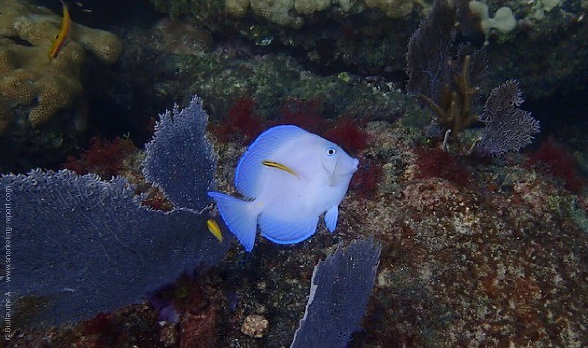 Blue tang in Twin Ledges