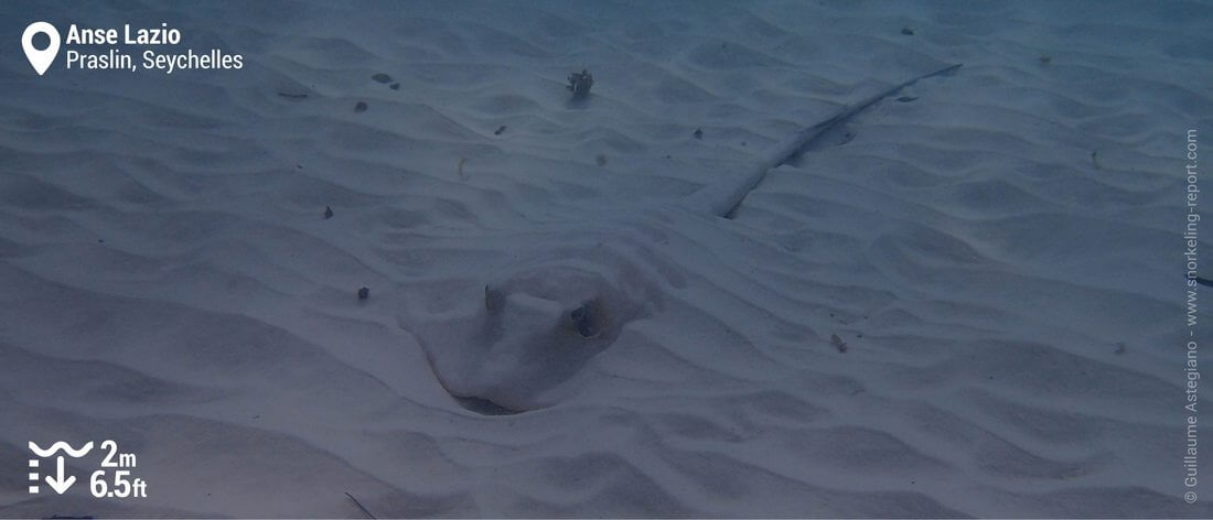 Bluespotted stingray at Anse Lazio - Snorkeling in Praslin