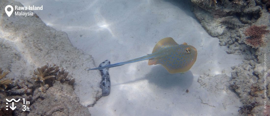 Bluespotted stingray at Rawa Island