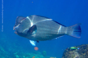 Green humphead parrotfish