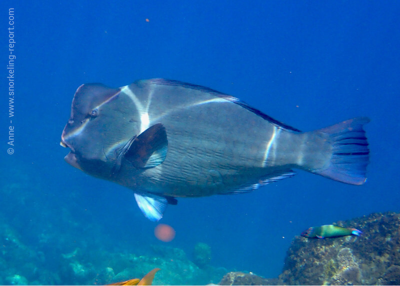 Poisson-perroquet à bosse