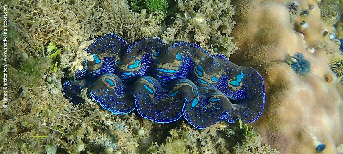 Boring clam in Selingan Island