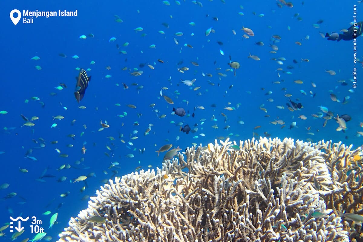 Branching coral in Menjangan Island