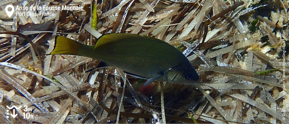 Brown meagre at Anse de la Fausse Monnaie, Port Cros