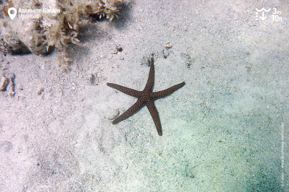 Brown mesh sea star