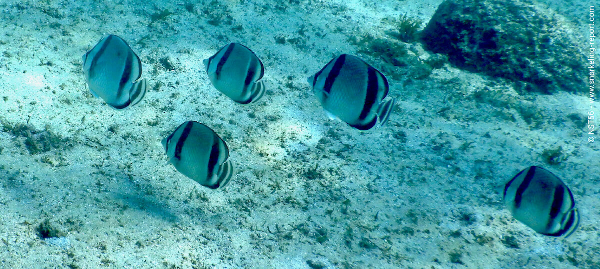 Butterflyfish in Cortez Sea