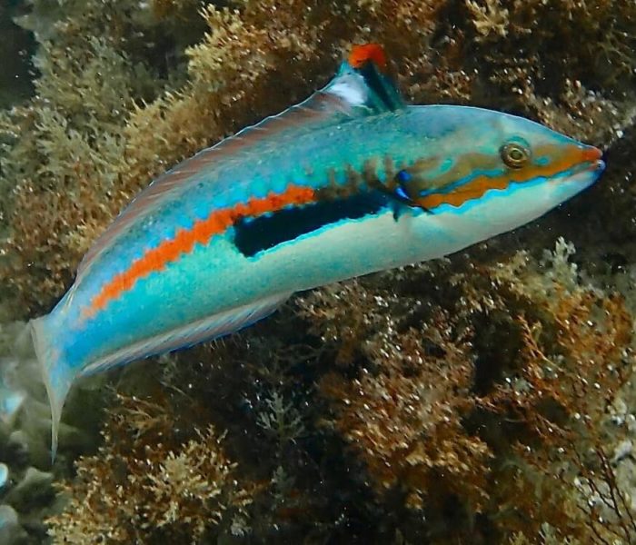 Cala Achiarina