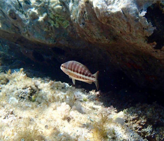 Calanque du Brégançonnet