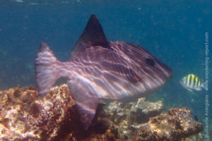 Ocean Triggerfish