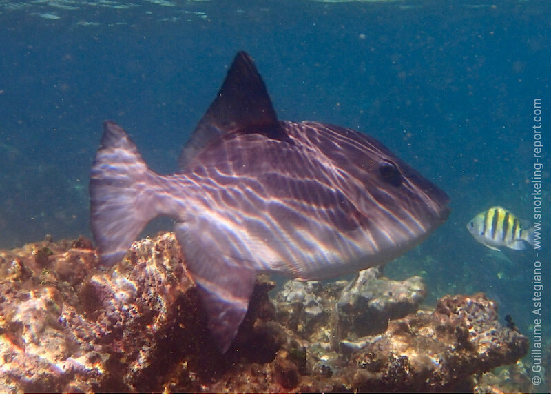 Ocean Triggerfish