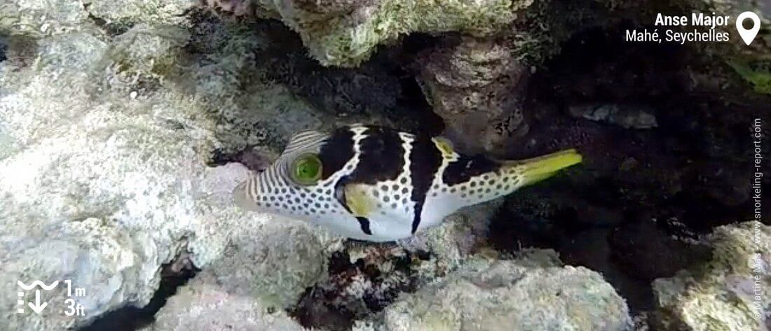 Canthigaster à selles à l'Anse Major, Mahé