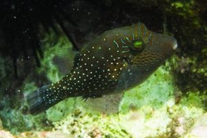 Canthigaster amboinensis