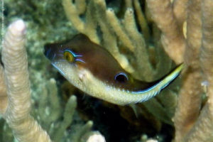 Canthigaster rostrata