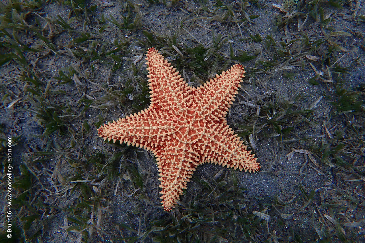 Caribbean cushion sea star in Malendure
