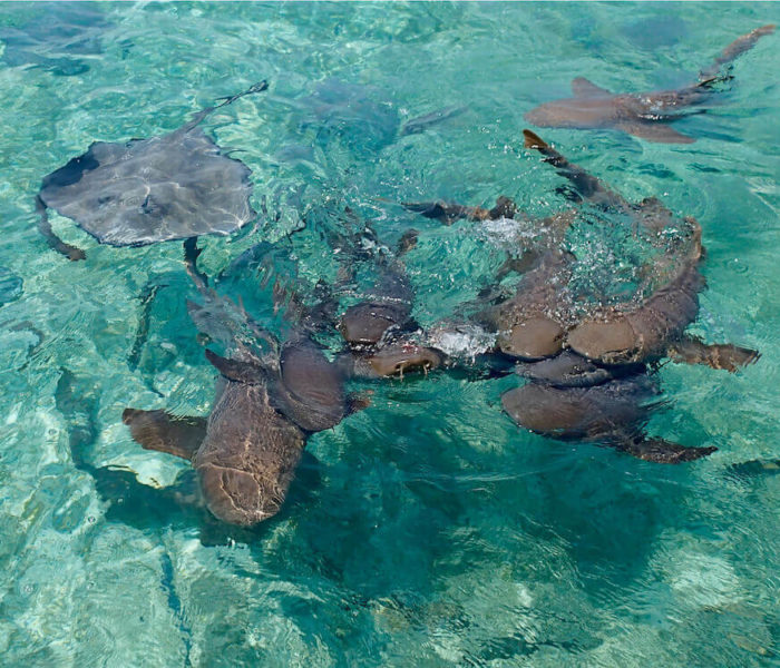 Caye Caulker Shark Ray Alley