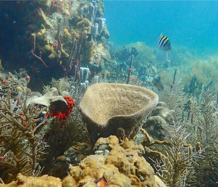 Cayo Coral