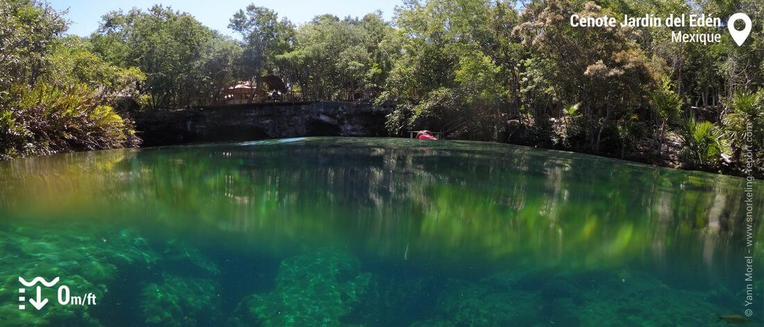 Le cenote Jardin del Eden, Mexique