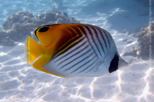 Threadfin butterflyfish