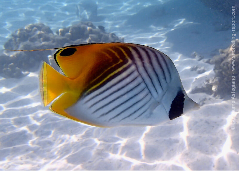 Threadfin butterflyfish