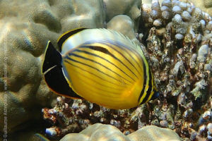 Blacktail butterflyfish