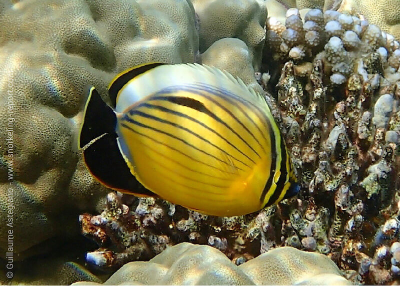 Blacktail butterflyfish